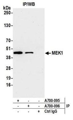 Detection of human MEK1 by western blot of immunoprecipitates.