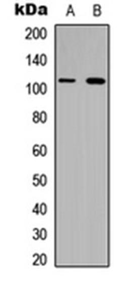 Western blot analysis of HeLa (Lane 1), H9C2 (Lane 2) whole cell lysates using Collagen 6 alpha 1 antibody