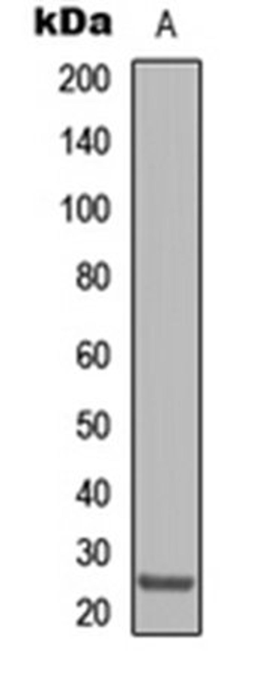 Western blot analysis of HepG2 (Lane 1) whole cell lysates using Claudin 8 antibody