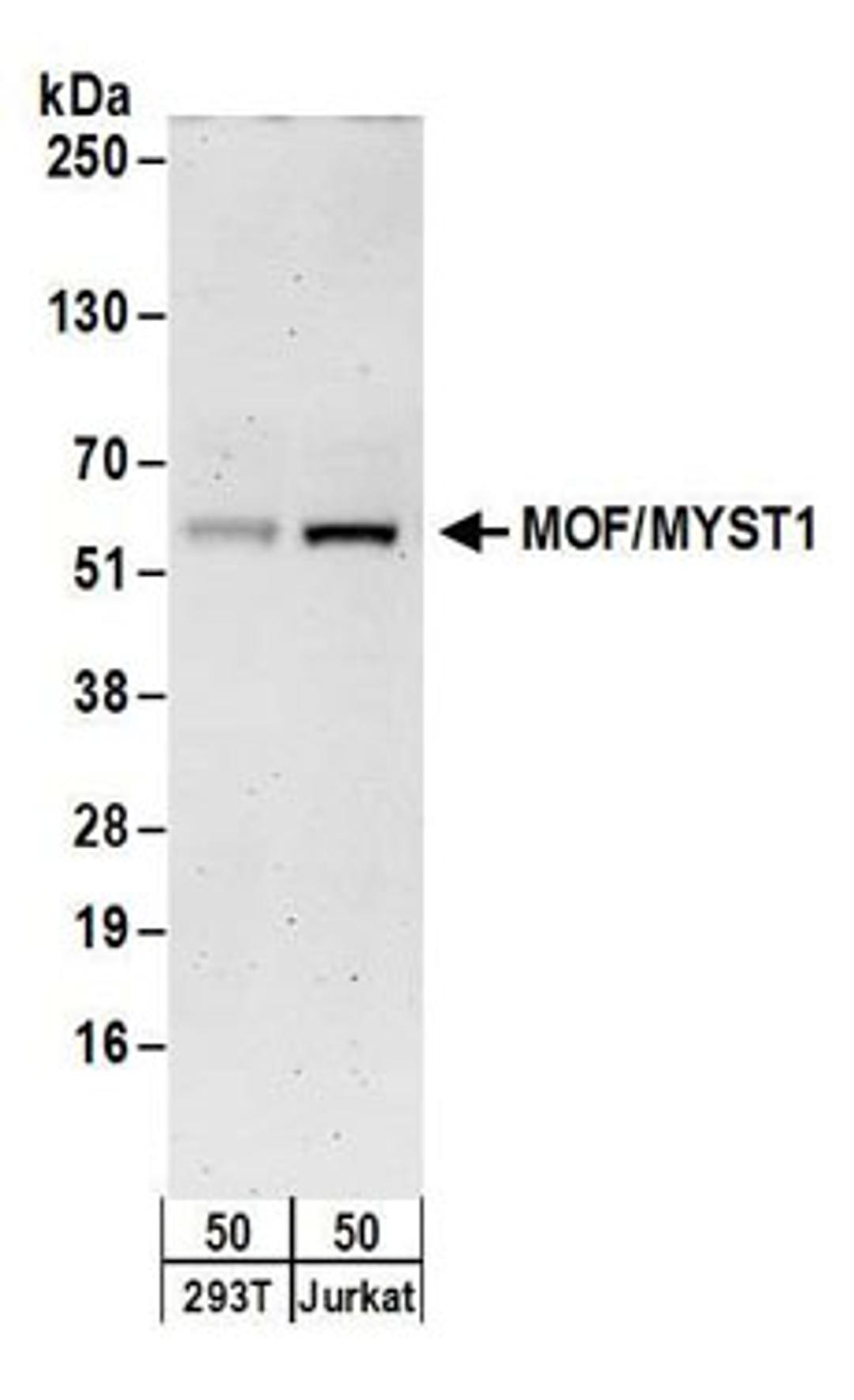 Detection of human MOF/MYST1 by western blot.