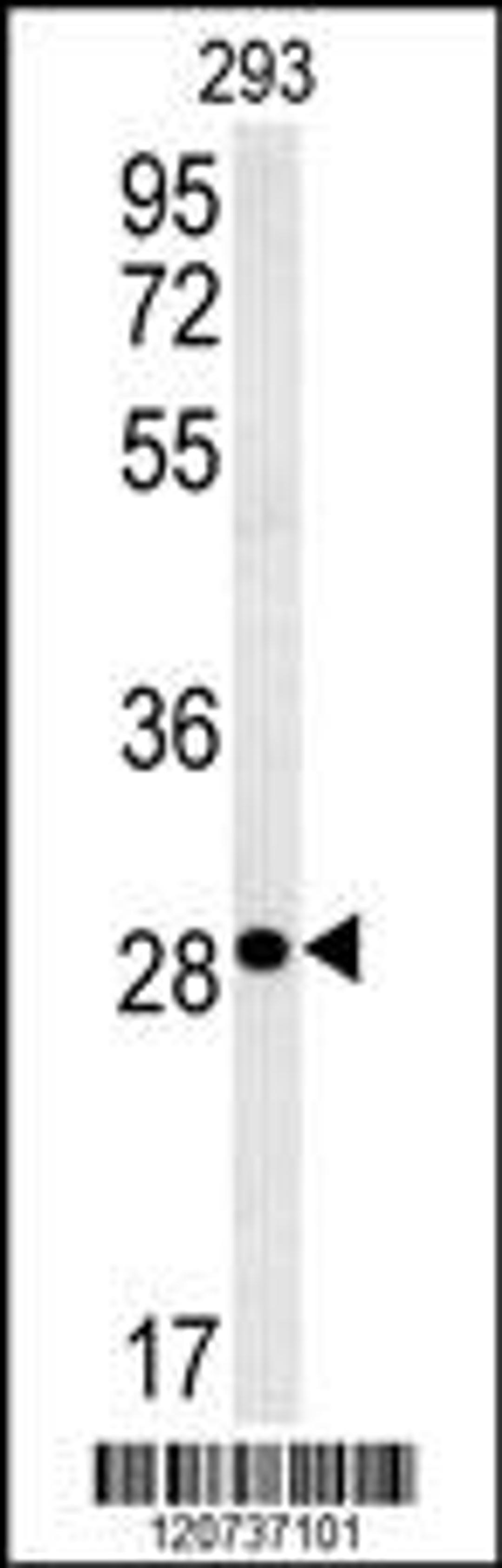 Western blot analysis in 293 cell line lysates (35ug/lane).