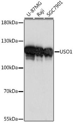 Western blot - USO1 antibody (A16079)