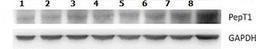 Western blot analysis of endogenous (canine) PepT1 in wild-type and transfected MDCKII cell line (lane 1), MDCKII-wt(lane 2), MDCKII-wt(lane 3), MDCKII-MDR1(lane 4),MDCKII-MDR1(lane 5), MDCKII-MRP2(lane 6), MDCKII-MRP2(lane 7), MDCKII-BCRP(lane 8) using P