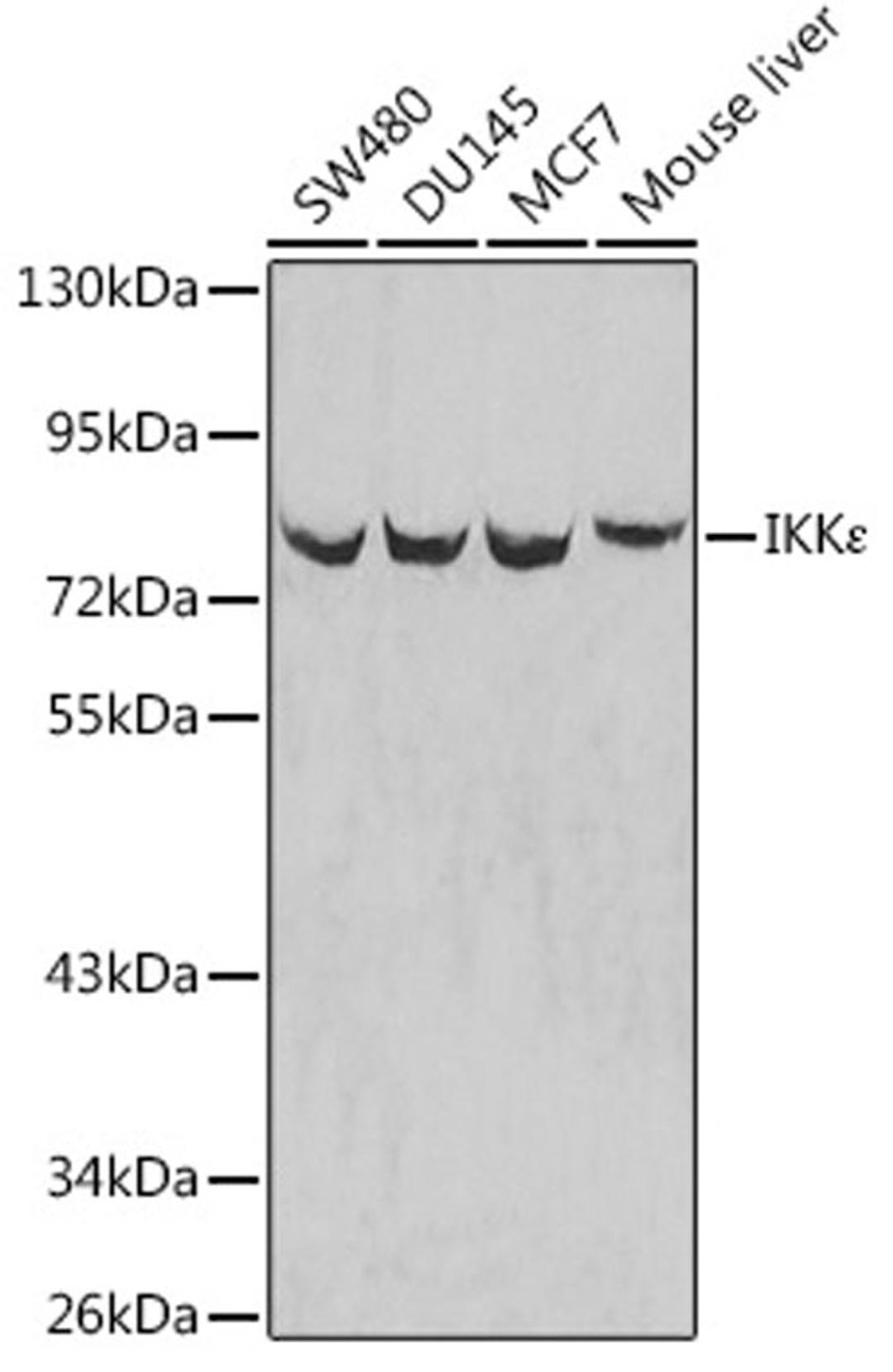 Western blot - IKKe antibody (A0244)