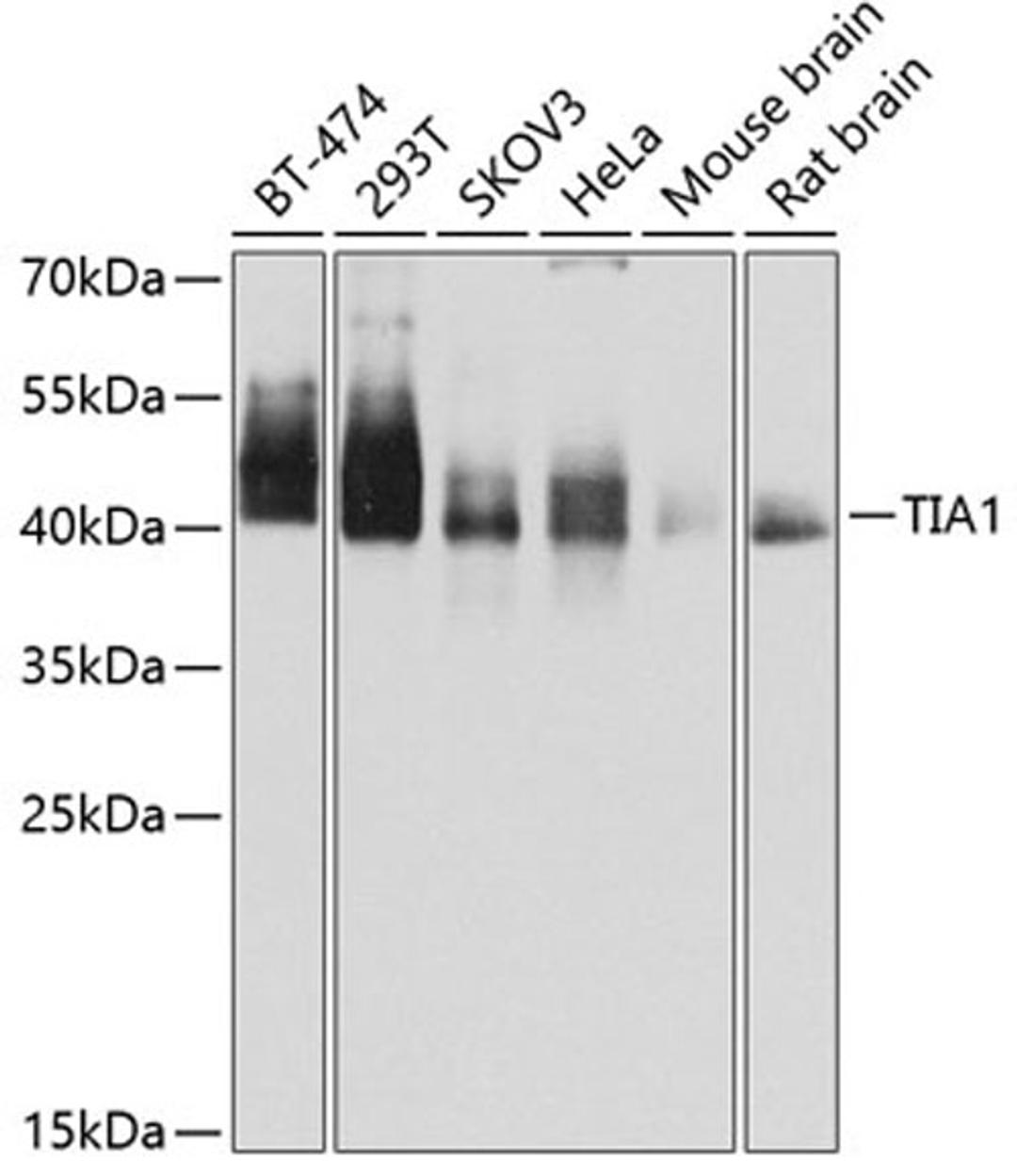 Western blot - TIA1 antibody (A12517)