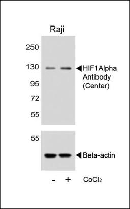 Western blot analysis of lysates from Raji cell line, untreated or treated with CoCl2(0. 1mM), using HIF1Alpha Antibody (upper) or Beta-actin (lower).