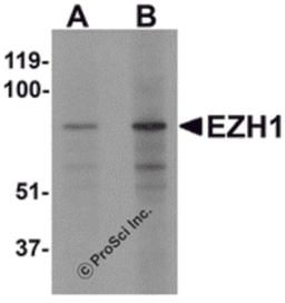 Western blot analysis of EZH1 in mouse lung tissue lysate with EZH1 antibody at (A) 1 and (B) 2 μg/mL