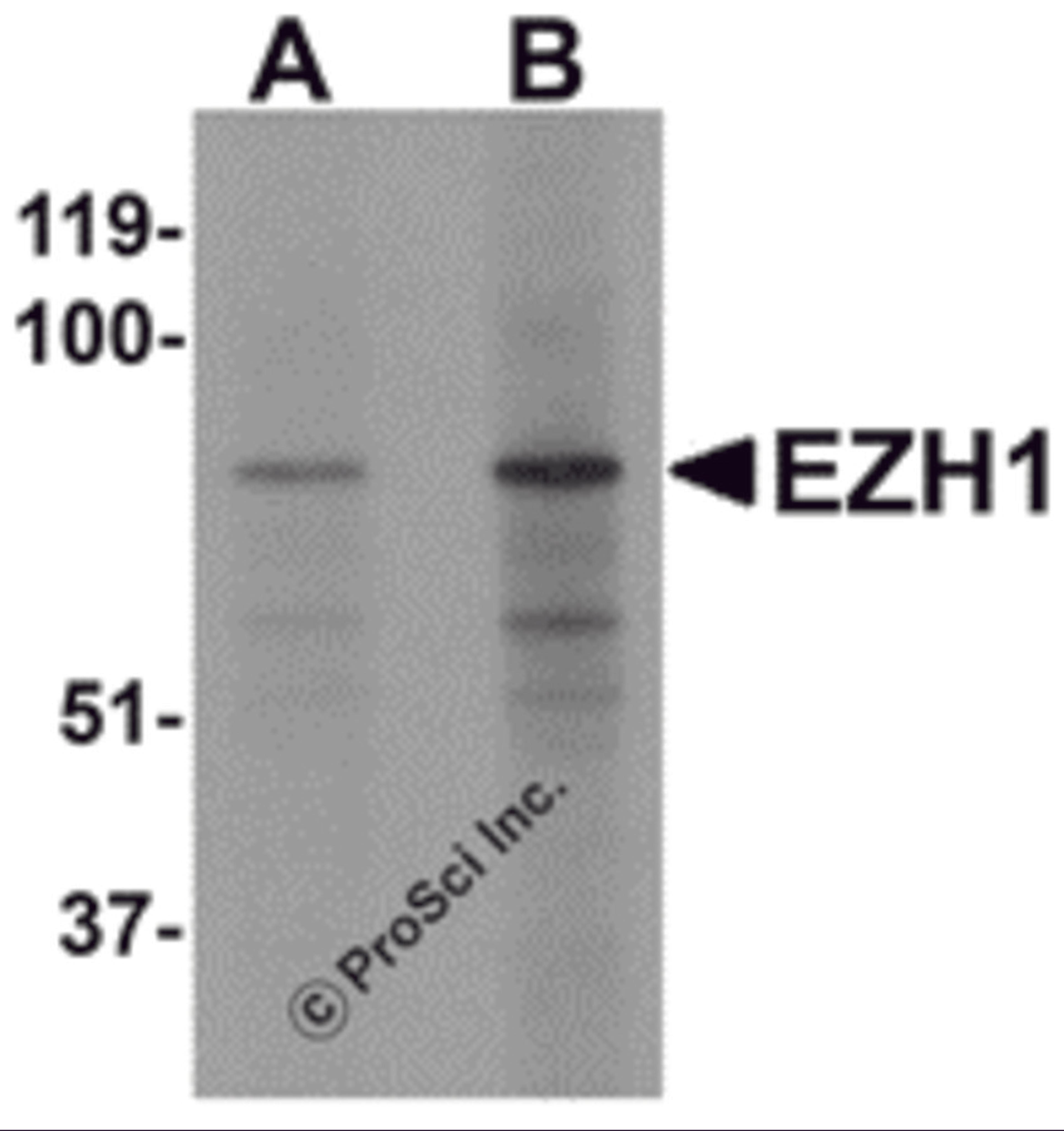 Western blot analysis of EZH1 in mouse lung tissue lysate with EZH1 antibody at (A) 1 and (B) 2 μg/mL