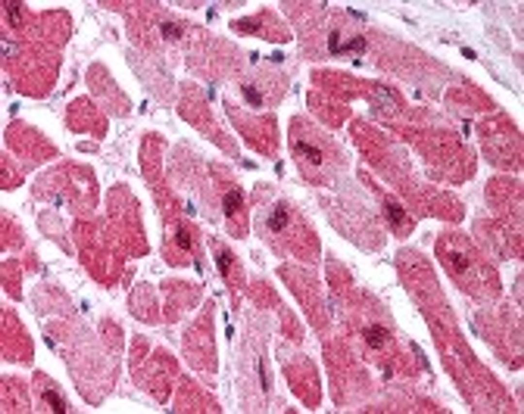 Immunohistochemistry staining of MAPK1 in heart tissue using MAPK1 Monoclonal Antibody.