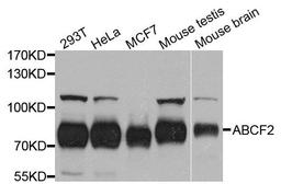 Western blot analysis of extract of various cells using ABCF2 antibody