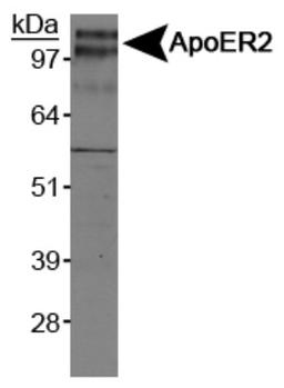 Western Blot: ApoER2 Antibody [NB100-2216] - Analysis of ApoER2 on mouse brain membrane.