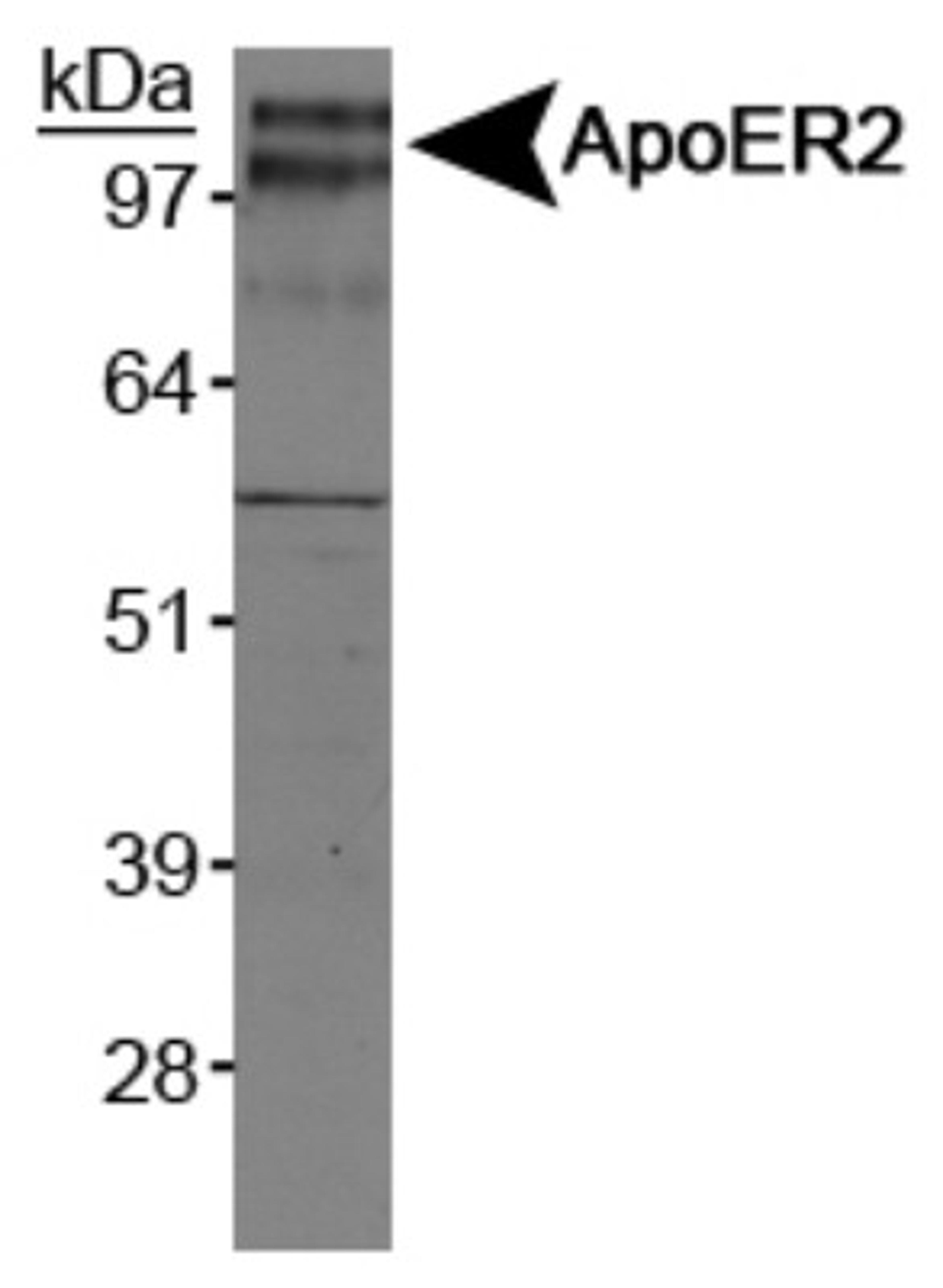 Western Blot: ApoER2 Antibody [NB100-2216] - Analysis of ApoER2 on mouse brain membrane.