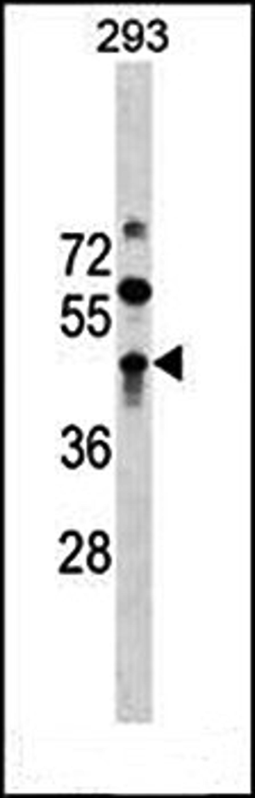 Western blot analysis of 293 cell line lysates (35ug/lane) using ZBTB32 (N-term) antibody