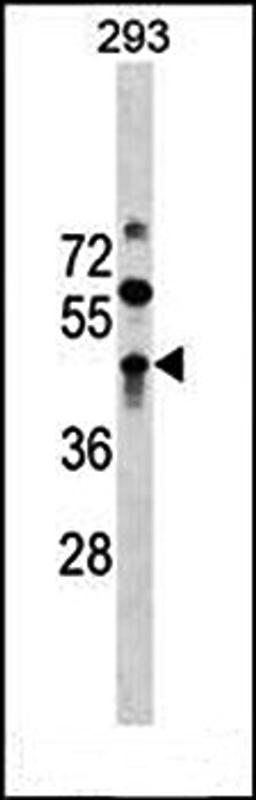 Western blot analysis of 293 cell line lysates (35ug/lane) using ZBTB32 (N-term) antibody