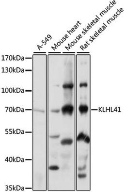 Western blot - KLHL41 antibody (A15383)