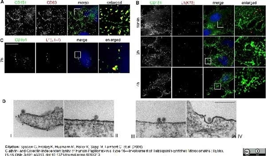 Mouse anti Human CD151 antibody used for the detection of CD151 positive microdomains