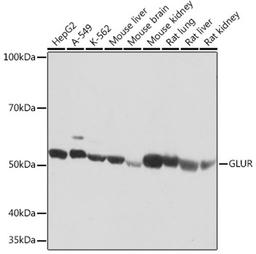 Western blot - GLUR Rabbit mAb (A4566)