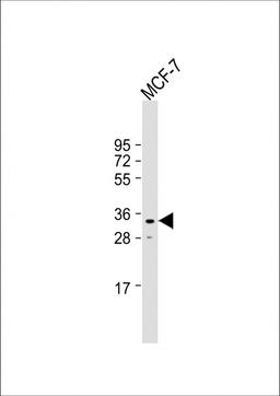 Western Blot at 1:1000 dilution + MCF-7 whole cell lysate Lysates/proteins at 20 ug per lane.