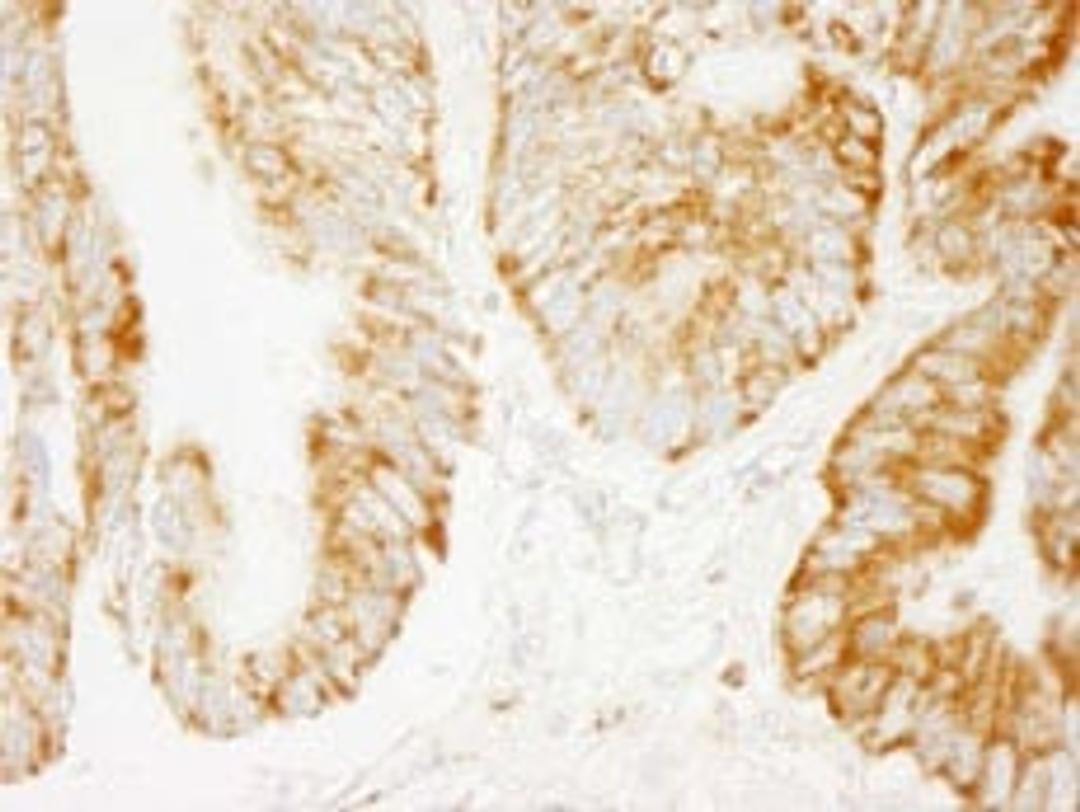 Detection of human COX4 by immunohistochemistry.