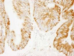 Detection of human COX4 by immunohistochemistry.