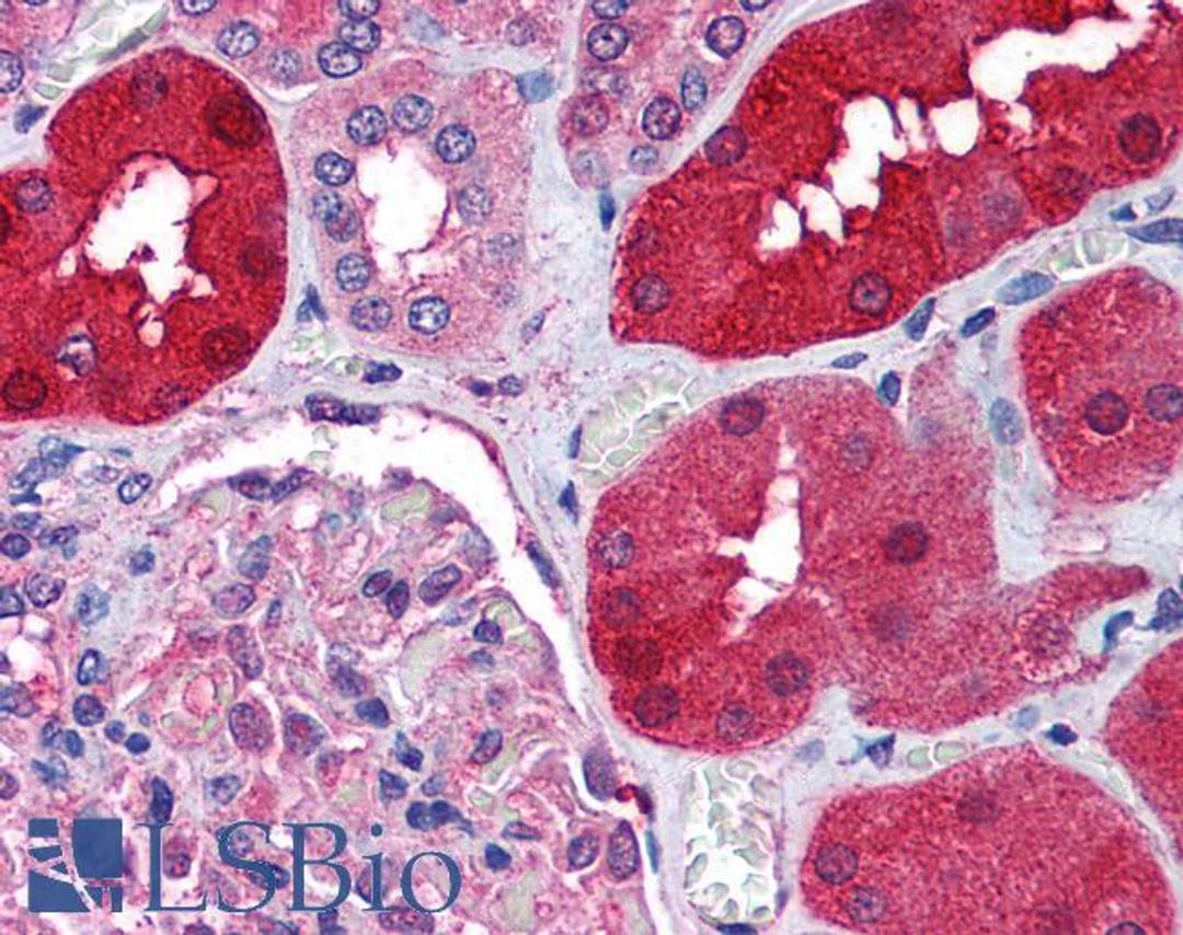 46-305 (1.25ug/ml) staining of paraffin embedded Human Kidney. Steamed antigen retrieval with citrate buffer pH 6, AP-staining.