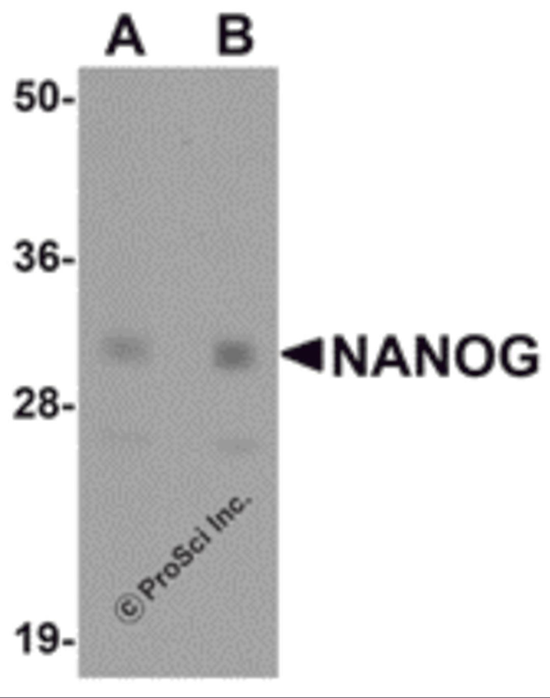 Western blot analysis of NANOG in human spleen tissue lysate with NANOG antibody at (A) 1 and (B) 2 μg/mL.
