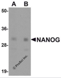 Western blot analysis of NANOG in human spleen tissue lysate with NANOG antibody at (A) 1 and (B) 2 μg/mL.
