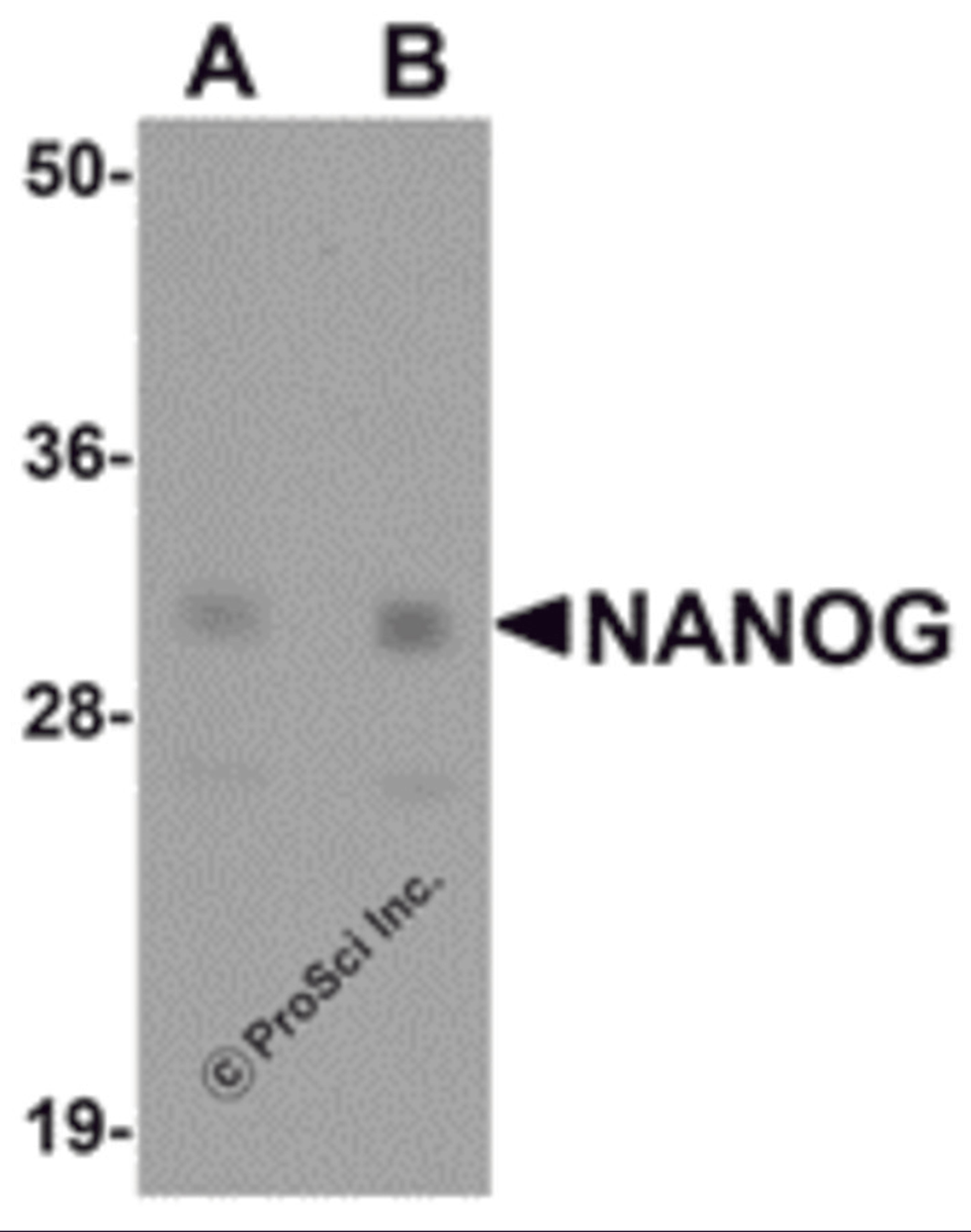 Western blot analysis of NANOG in human spleen tissue lysate with NANOG antibody at (A) 1 and (B) 2 μg/mL.