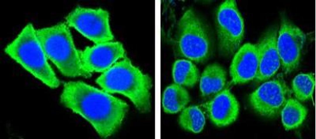 Immunocytochemistry/Immunofluorescence: GAPDH Antibody (1A10) [NBP1-47339] - Confocal immunofluorescence analysis of methanol-fixed HepG2 (left) and Hela (right) cells using anti-GAPDH mAb (green), showing cytoplasmic localization. Blue: DRAQ5 fluorescent DNA dye.