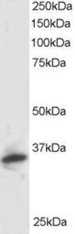 46-183 staining (1ug/ml) of Human Kidney lysate (RIPA buffer, 30ug total protein per lane). Primary incubated for 1 hour. Detected by western blot using chemiluminescence.