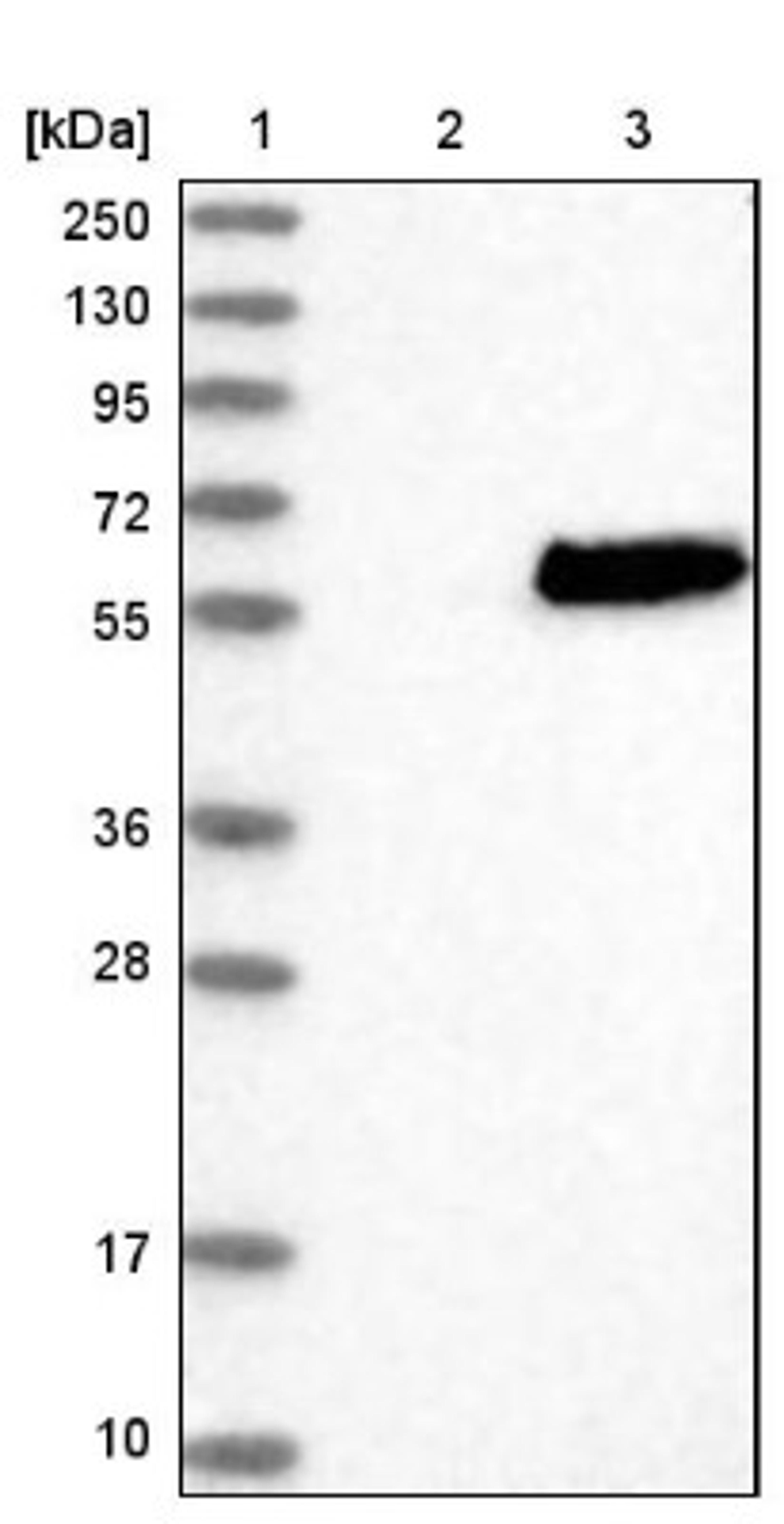 Western Blot: SAMSN1 Antibody [NBP1-82598] - Lane 1: Marker [kDa] 250, 130, 95, 72, 55, 36, 28, 17, 10<br/>Lane 2: Negative control (vector only transfected HEK293T lysate)<br/>Lane 3: Over-expression lysate (Co-expressed with a C-terminal myc-DDK tag (~3.1 kDa) in mammalian HEK293T cells, LY402912)