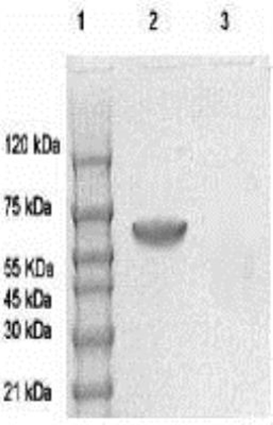 Western Blot: AMPK alpha 1 [p Thr172] Antibody [NBP1-74502] - The whole cell lysate derived from serum starved HEK 293 was immunoblotted by Rabbit anti AMPK alpha 1 (pThr172) antibody at 1:500 (lane 2). BSA was loaded as a negative control (Lane 3).