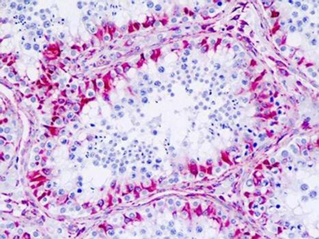 Immunohistochemical staining of paraffin embedded human testis tissue using CHRM4 antibody (primary antibody at 1:200)