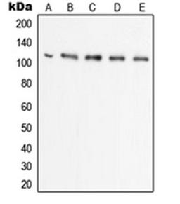 Western blot analysis of Raji (Lane 1), HL60 (Lane 2), HeLa (Lane 3), THP1 (Lane 4), A549 (Lane 5) whole cell lysates using UBA7 antibody