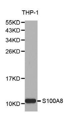 Western blot analysis of extracts of THP-1 cell lines using S100A8 antibody