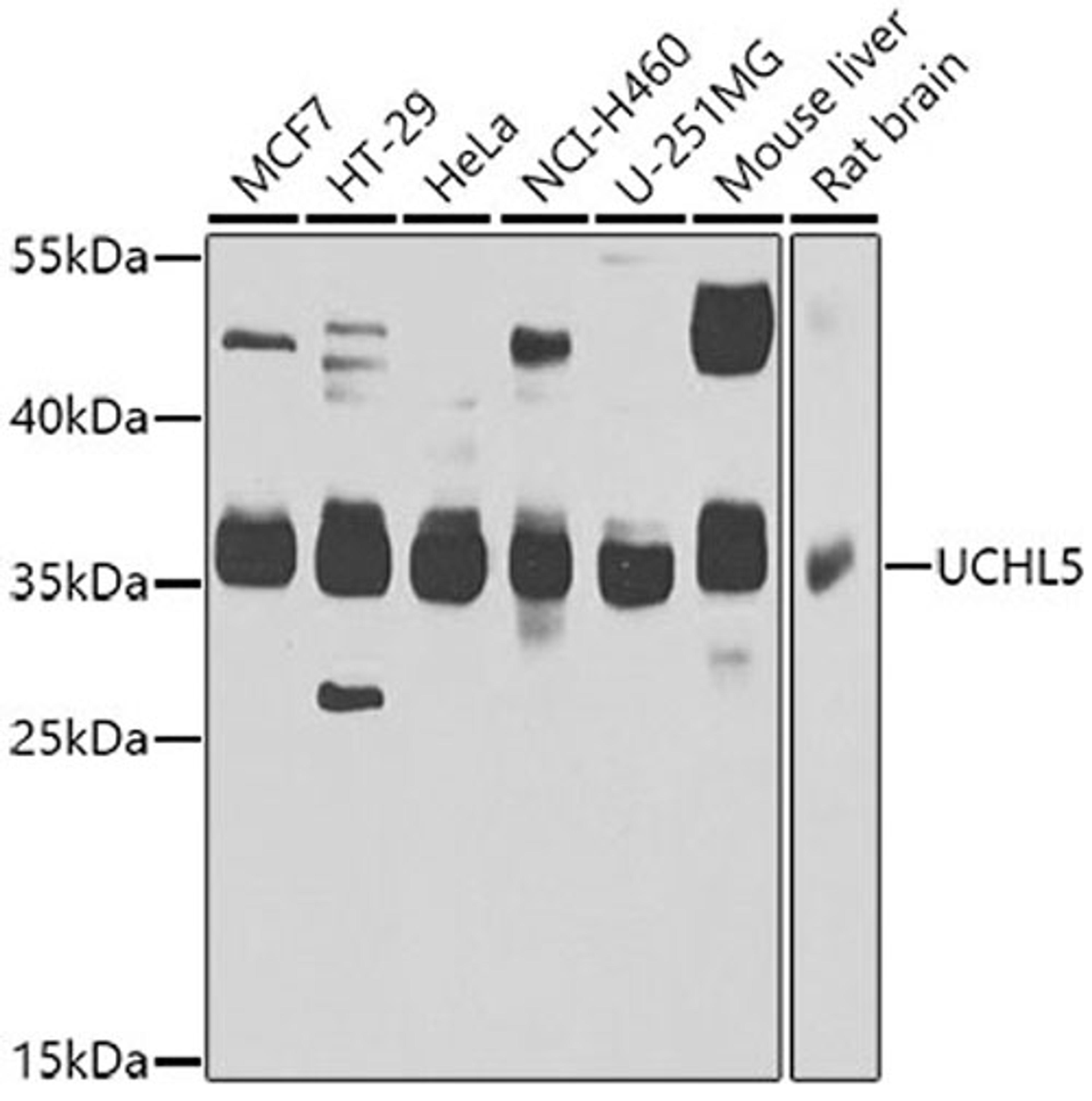 Western blot - UCHL5 antibody (A7978)