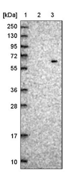 Western Blot: ZNF529 Antibody [NBP1-81396] - Lane 1: Marker [kDa] 250, 130, 95, 72, 55, 36, 28, 17, 10<br/>Lane 2: Negative control (vector only transfected HEK293T lysate)<br/>Lane 3: Over-expression lysate (Co-expressed with a C-terminal myc-DDK tag (~3.1 kDa) in mammalian HEK293T cells, LY412176)