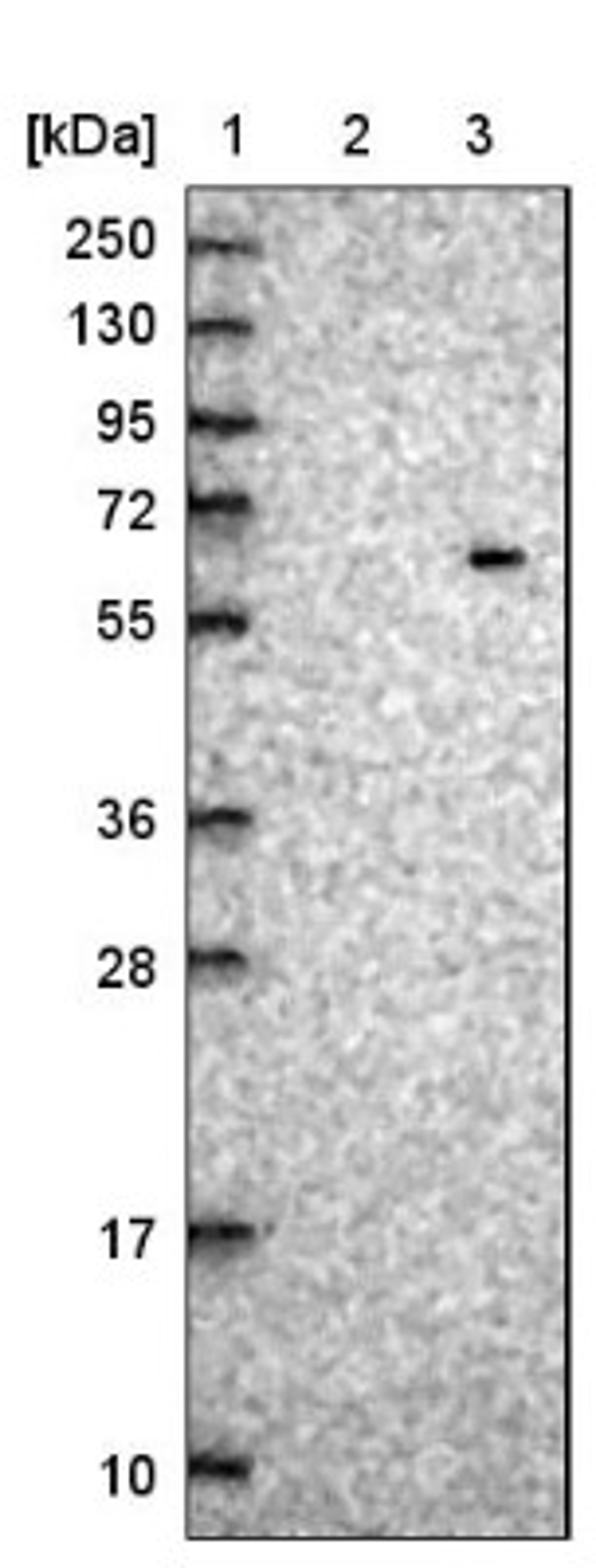 Western Blot: ZNF529 Antibody [NBP1-81396] - Lane 1: Marker [kDa] 250, 130, 95, 72, 55, 36, 28, 17, 10<br/>Lane 2: Negative control (vector only transfected HEK293T lysate)<br/>Lane 3: Over-expression lysate (Co-expressed with a C-terminal myc-DDK tag (~3.1 kDa) in mammalian HEK293T cells, LY412176)