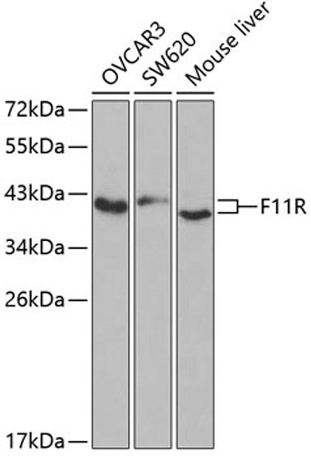 Western blot - F11R antibody (A1241)