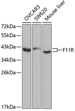 Western blot - F11R antibody (A1241)