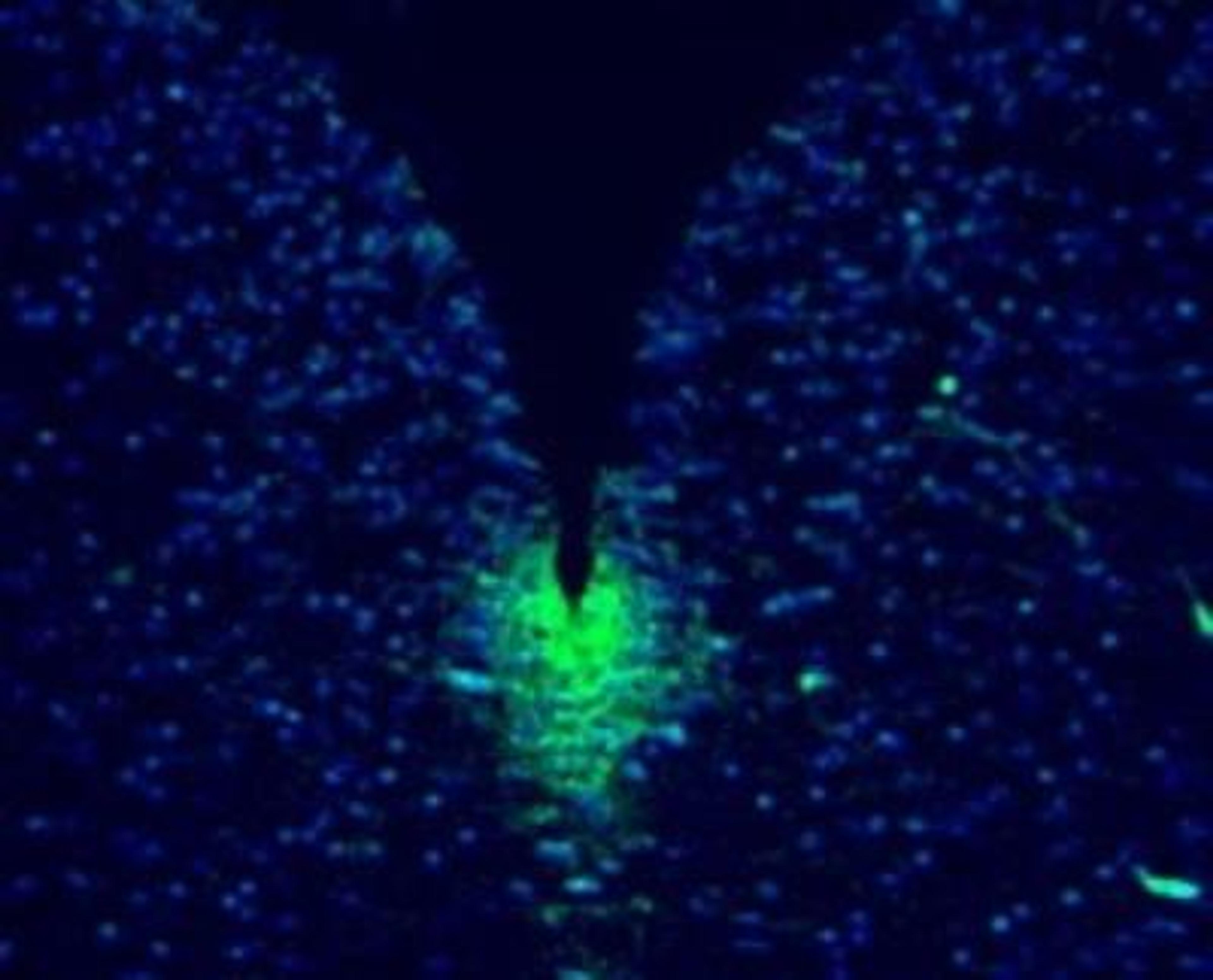 Immunocytochemistry/Immunofluorescence: Musashi 1 Antibody [NB100-1759] - Musashi-positive cells stained with Musashi  antibody (1:150 dilution) in the ventricular zone of  E14.5 mouse medulla.  Image taken at 200x  magnification. The sections were 4% PFA fixed,  paraffin-embedded and cut at 5 microns.