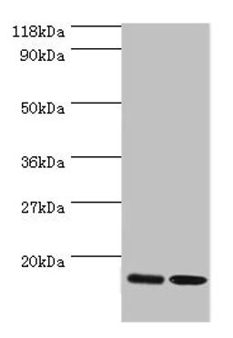 Western blot. All lanes: RPL27 antibody at 2µg/ml. Lane 1: EC109 whole cell lysate. Lane 2: 293T whole cell lysate. Secondary. Goat polyclonal to rabbit IgG at 1/15000 dilution. Predicted band size: 16 kDa. Observed band size: 16 kDa