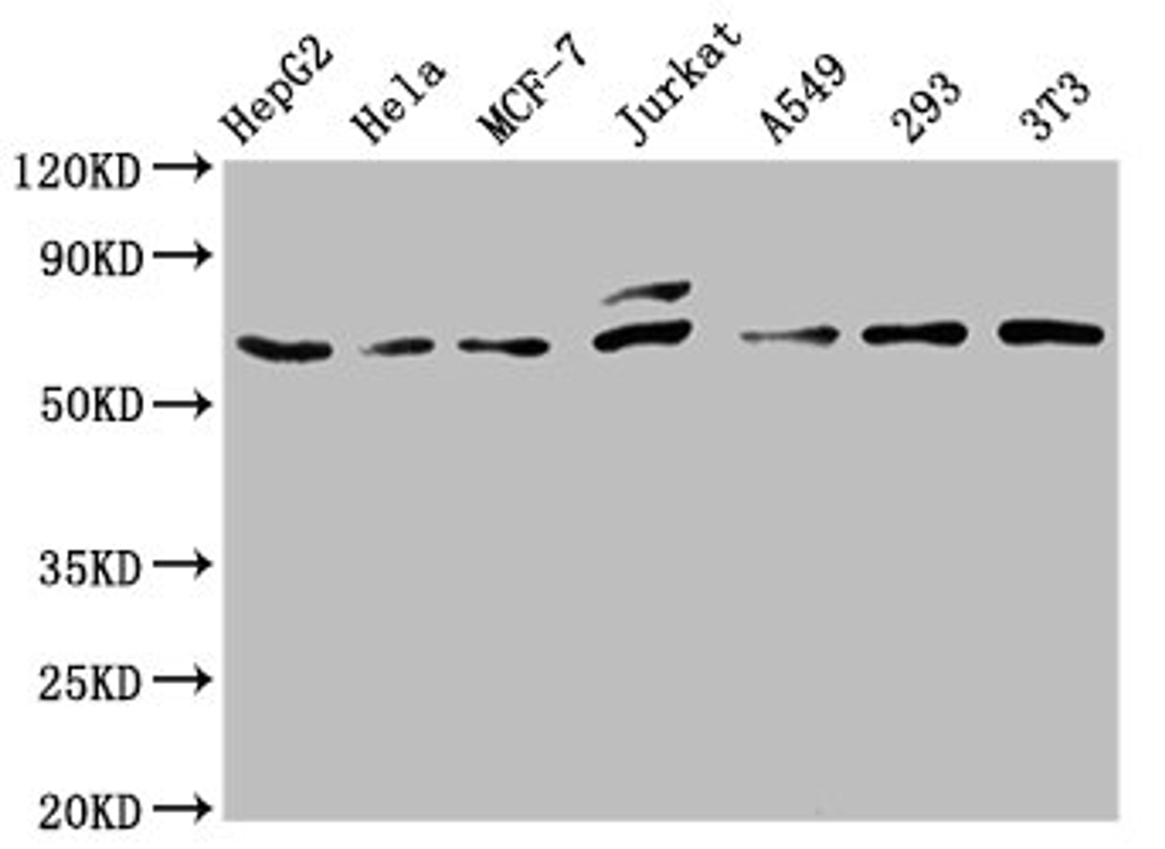 Western Blot. Positive WB detected in: HepG2 whole cell lysate, Hela whole cell lysate, MCF-7 whole cell lysate, Jurkat whole cell lysate, A549 whole cell lysate, 293 whole cell lysate, NIH/3T3 whole cell lysate. All lanes: c-FOS antibody at 0.81μg/ml. Secondary. Goat polyclonal to rabbit IgG at 1/50000 dilution. Predicted band size: 41, 29, 37 KDa. Observed band size: 62 KDa. 