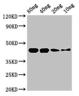 Western Blot. Positive WB detected in Recombinant protein. All lanes: speB antibody at 2.8µg/ml. Secondary. Goat polyclonal to rabbit IgG at 1/50000 dilution. Predicted band size: 44 kDa. Observed band size: 44 kDa
