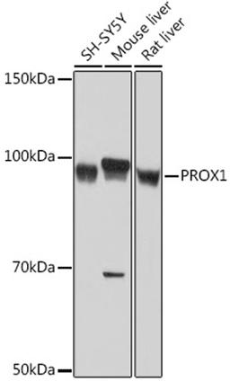 Western blot - PROX1 Rabbit mAb (A9047)