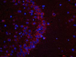 Immunofluorescence analysis of rat brain hippocampus layer tissue using Melatonin receptor 1A antibody (dilution of primary antibody - 1:300)