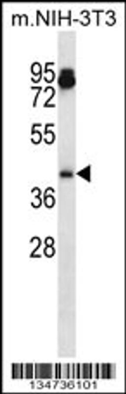 Western blot analysis in mouse NIH-3T3 cell line lysates (35ug/lane).