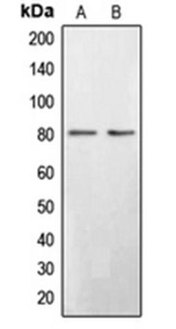 Western blot analysis of Saos2 (Lane 1), HepG2 (Lane 2) whole cell lysates using BRD3 antibody