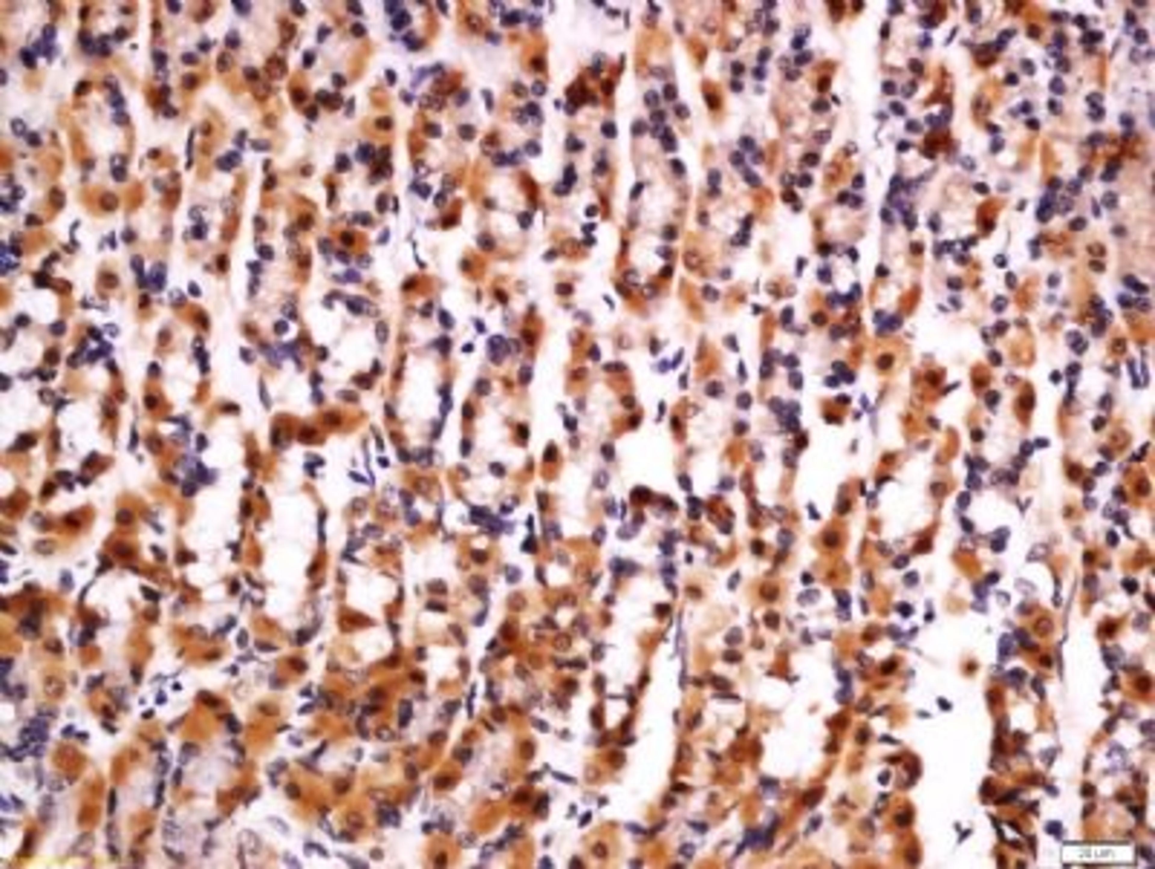 Immunohistochemical staining of rat stomach tissue using IL33 antibody.