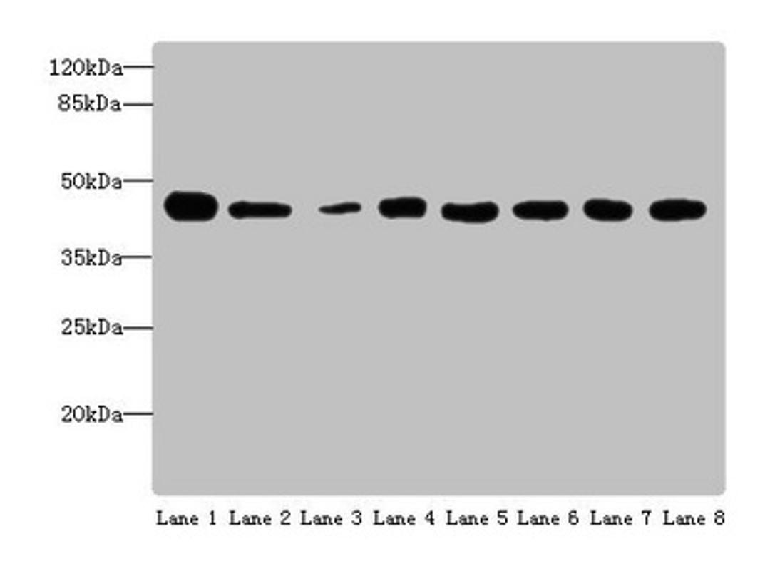Western blot. All lanes: ACTL6A antibody at 4 ug/ml. Lane 1: Mouse thymus tissue. Lane 2: Mouse spleen tissue. Lane 3: Mouse heart tissue. Lane 4: Jurkats whole cell lysate. Lane 5: K562 whole cell lysate. Lane 6: Hela whole cell lysate. Lane 7: A549 whole cell lysate. Lane 8: MCF-7 whole cell lysate. Secondary. Goat polyclonal to rabbit IgG at 1/10000 dilution. Predicted band size: 48, 44 kDa. Observed band size: 48 kDa.